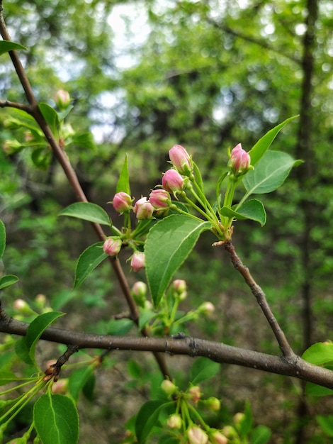 Árvore de maçã em flor