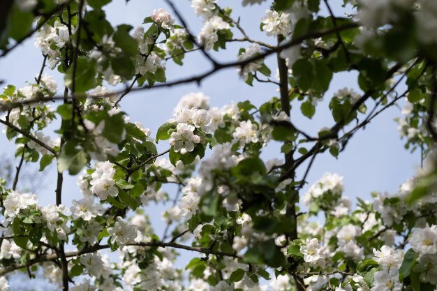 Árvore de maçã em flores brancas Primavera começando no jardim