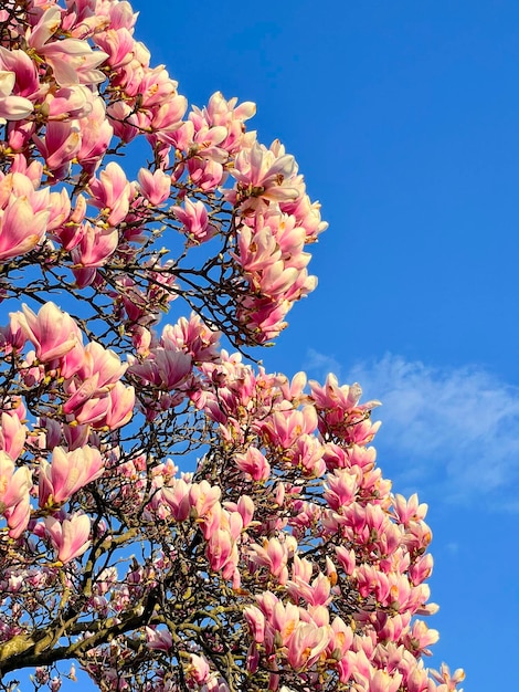 Árvore de magnólia de florescência vívida contra um céu azul brilhante