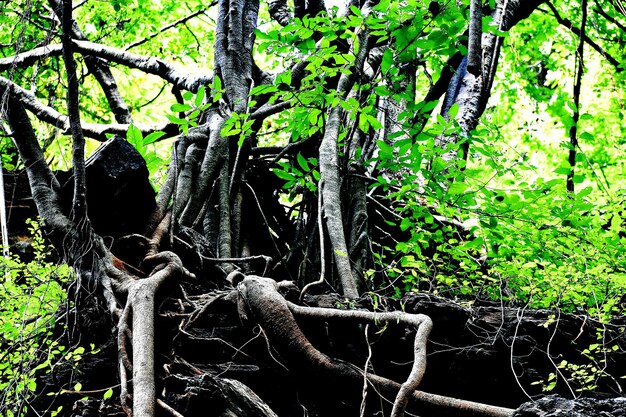 Foto Árvore de mangue e raízes