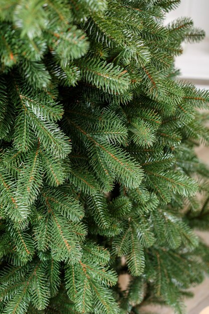 Árvore de natal de close-up sem brinquedos. bom espírito de ano novo. galhos de uma árvore de natal verde close-up