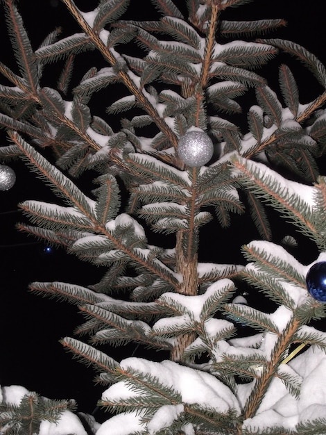 Foto Árvore de natal decorada