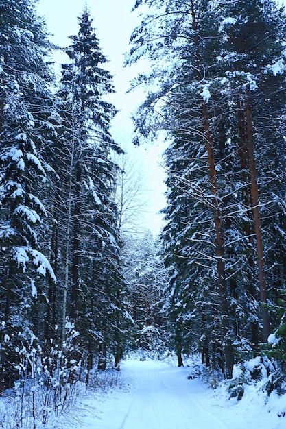 árvore de natal na floresta de inverno paisagem de natal