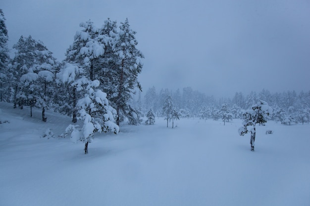 Árvore de neve do inverno tempestuoso paisagem