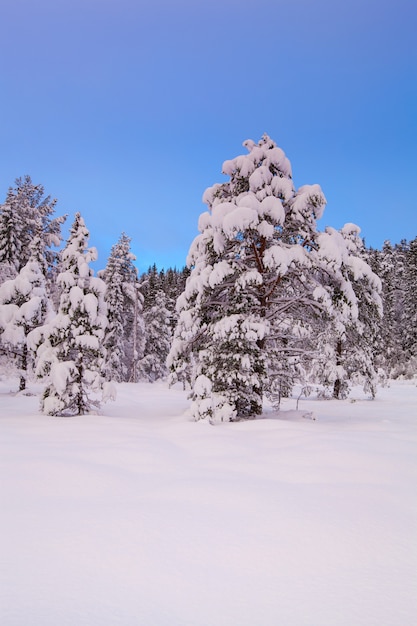 Árvore de neve linda paisagem de inverno