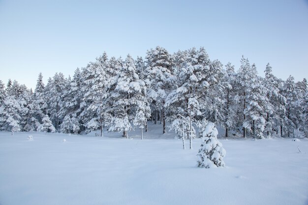 Árvore de neve linda paisagem de inverno