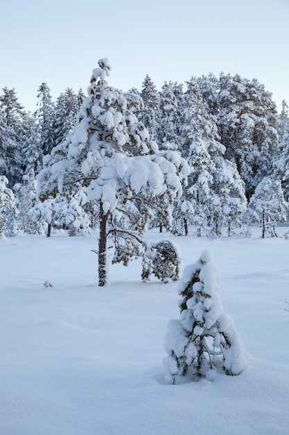 Árvore de neve linda paisagem de inverno