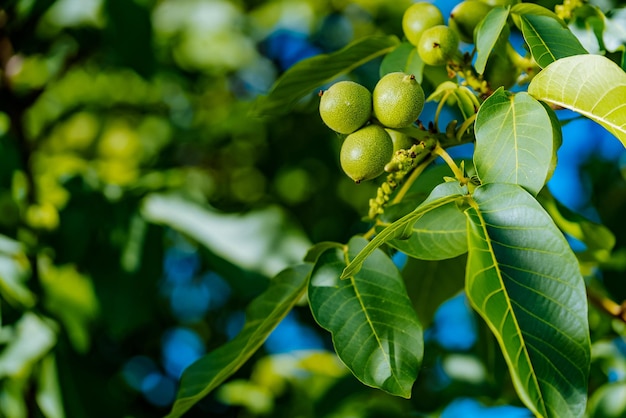 Árvore de noz fechar nozes verdes em um galho de árvore