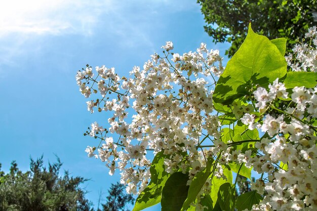 Foto Árvore de nozes em flor no fundo do céu