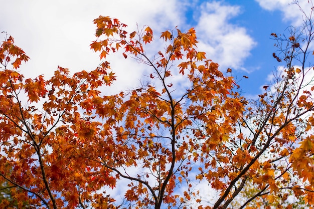 Árvore de outono com céu azul