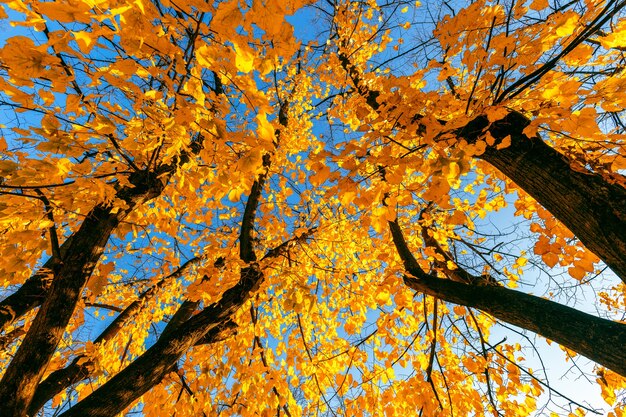 Árvore de outono com folhagem amarela brilhante contra o céu azul.