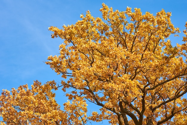 Árvore de outono com folhas douradas no céu azul