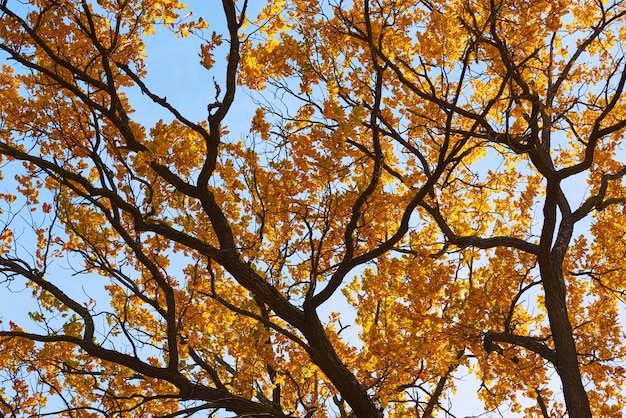 Árvore de outono com folhas douradas no céu azul