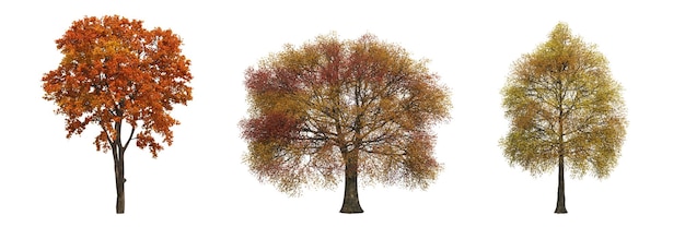 árvore de outono isolada no fundo branco, ilustração 3D, renderização cg