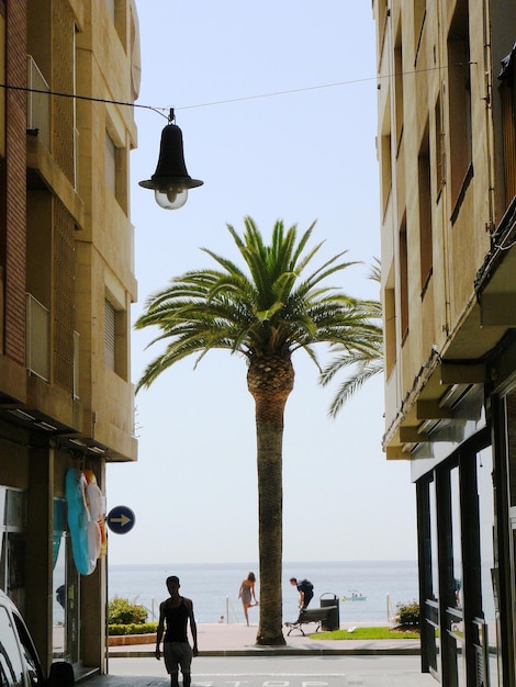 Foto Árvore de palmeira na calçada contra o céu visto do beco