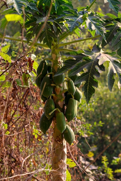 Foto Árvore de papaia verde fresca