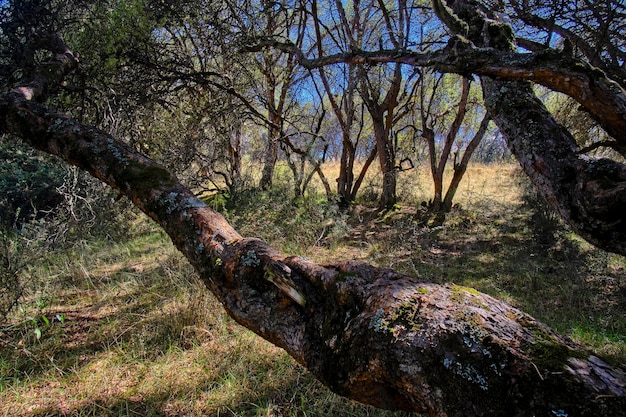 Foto Árvore de papel polylepis incana