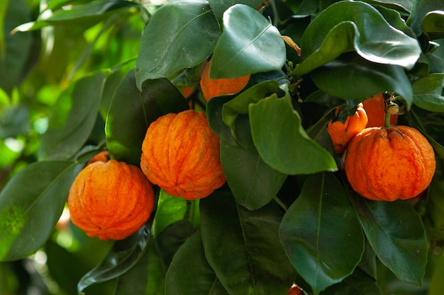 Árvore de papelão ondulado laranja com frutas, citrus aurantium corrugato