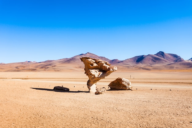 Árvore de pedra, altiplano