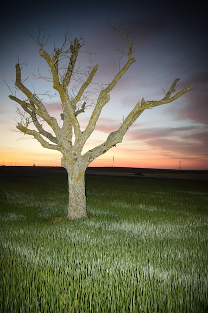 Foto Árvore de pera antiga ao pôr do sol