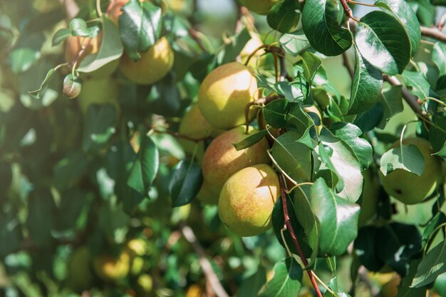 Árvore de pera com frutas