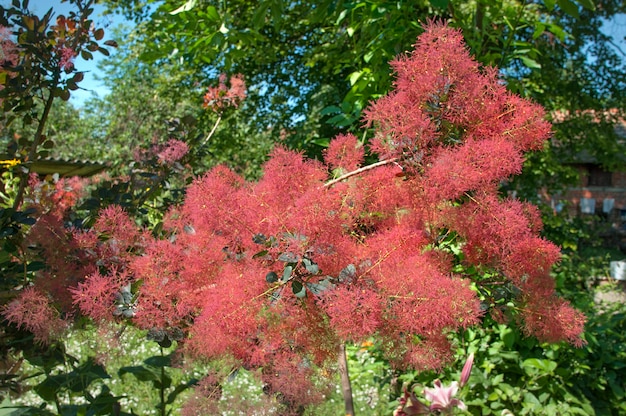 Árvore de peruca em flor.