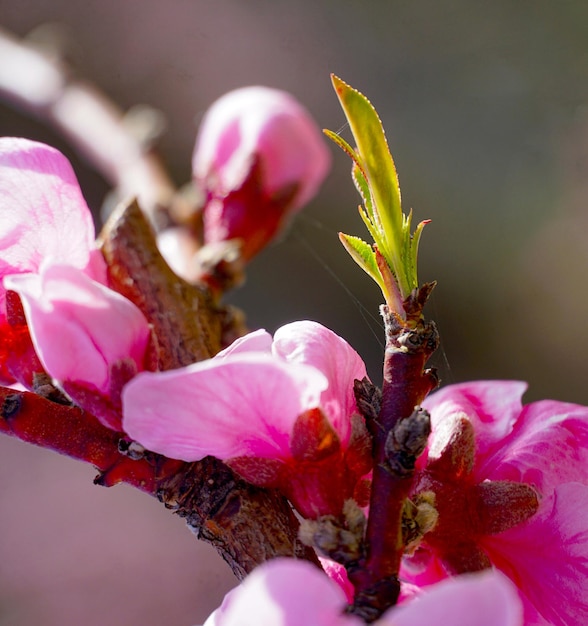 árvore de pêssego de primavera com flores cor-de-rosa