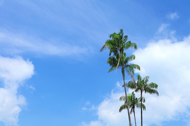 árvore de plam com céu azul