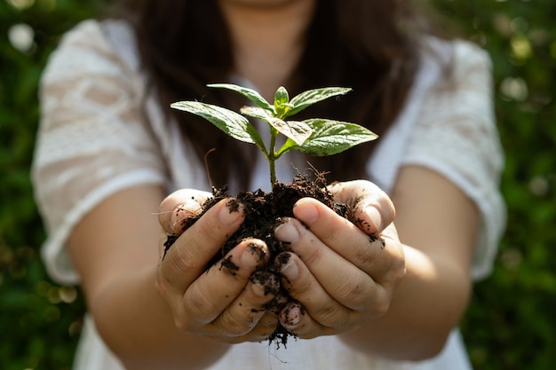 Árvore de planta jovem brotam na mão da mulher.