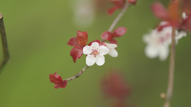 Foto Árvore de primavera coberta de flores ameixas vermelhas doces no verão e outono ramo com muitos brancos brancos