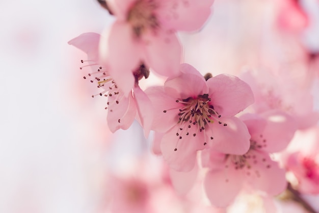 Árvore de primavera com flores cor de rosa