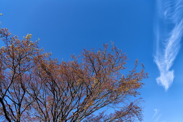 Árvore de primavera que floresce no fundo do céu azul, primavera.