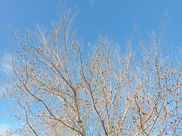 árvore de ramos com botões contra o fundo azul primavera céu brilhante natureza