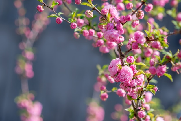 Árvore de sakura floresce no parque primavera. flores cor de rosa da árvore de cereja em flor