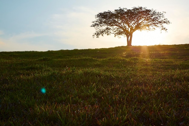 Árvore de silhueta solitária por do sol