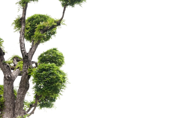 Árvore de tamarindo em fundo branco fundo verde árvore de bonsai em fundo branco