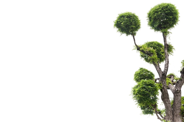 Árvore de tamarindo em fundo branco fundo verde árvore de bonsai em fundo branco
