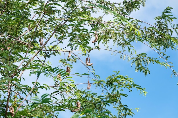 Árvore de tamarindo vagem de tamarindo no fundo do céu azul