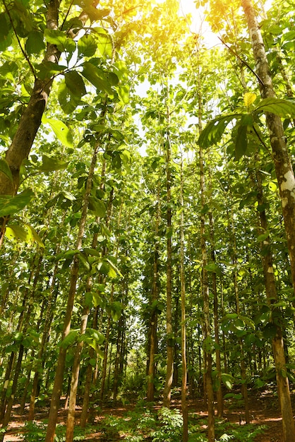 Árvore de teca agrícola em plantação de planta de campo de teca com folha verde