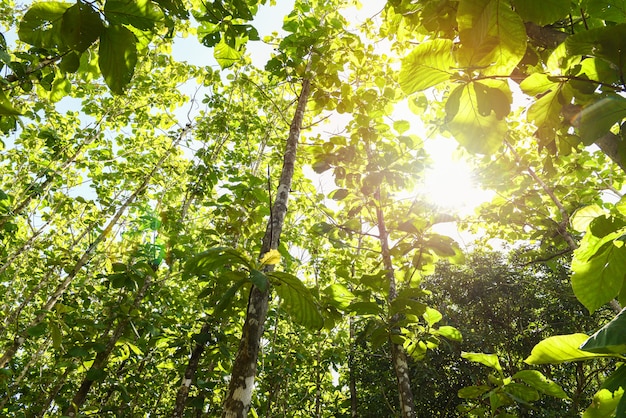 Árvore de teca agrícola em plantação de planta de campo de teca com folha verde