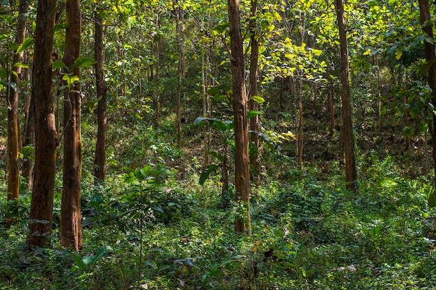 Foto Árvore de teca de java oriental