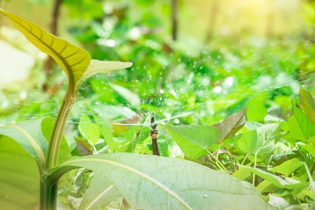 Árvore de teca jovem e irrigador regando planta verde no campo agrícola sprinkler para agricultura