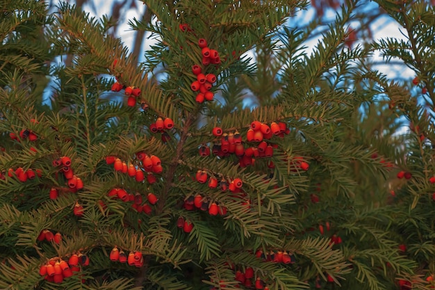 Foto Árvore de teixo com frutos vermelhos taxus baccata ramo com bagas maduras bagas vermelhas que crescem em árvores perenes