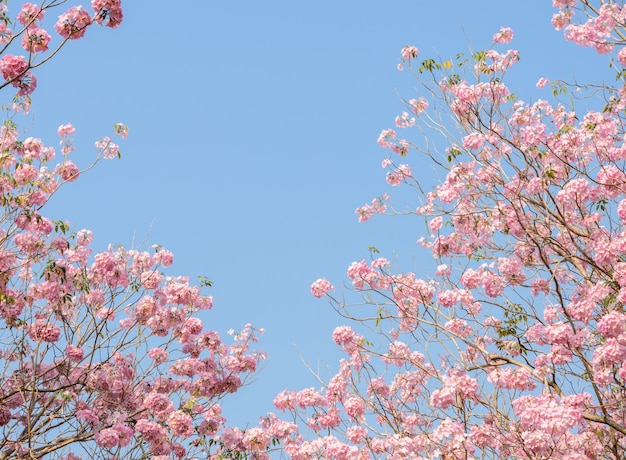 Árvore de trombeta-de-rosa ou rosa tabebuia flor em plena floração