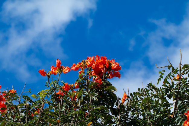 Foto Árvore de tulipa africana ou chama da floresta