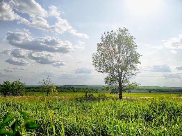 árvore de verão em campo verde Foto de alta qualidade