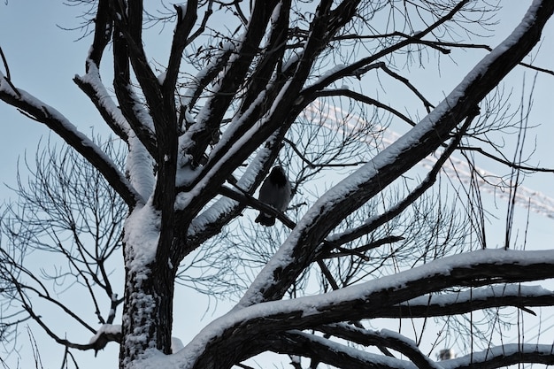 árvore de vidoeiro céu de inverno nu