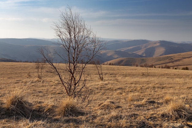 Árvore de vidoeiro nua solitária e sombras profundas do sol baixo nas colinas distantes Cáucaso Rússia