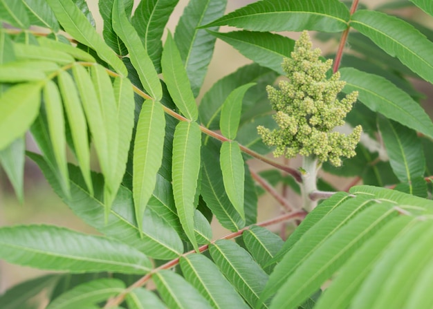 Árvore de vinagre planta ornamental sumac chifre de veado vinagre árvore