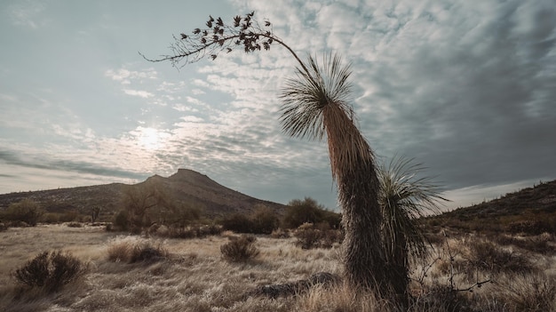 Foto Árvore de yuca inclinada à esquerda no campo do deserto de sonora em estilo vintage